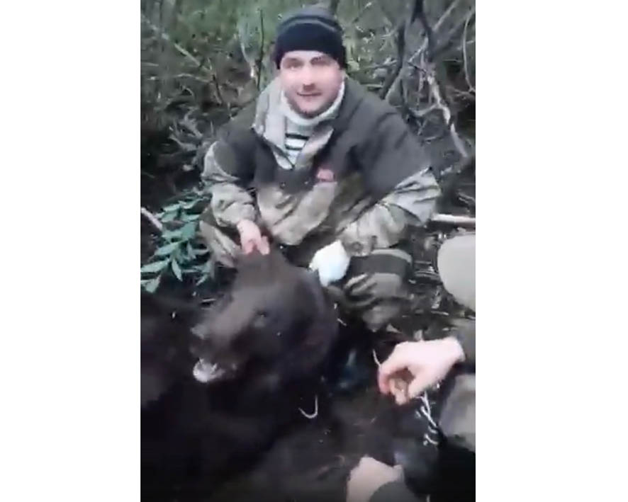 Убитый медведь был сладкоежкой